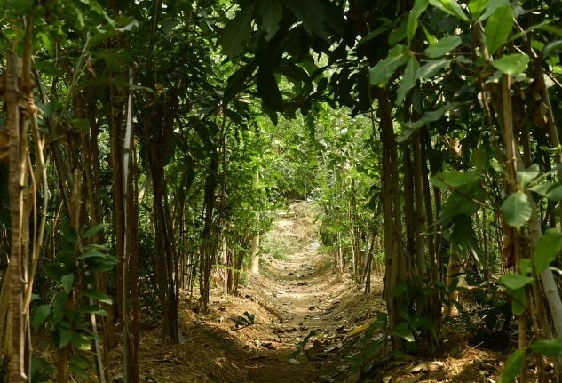 Urban Yards Nagpur nursery interior