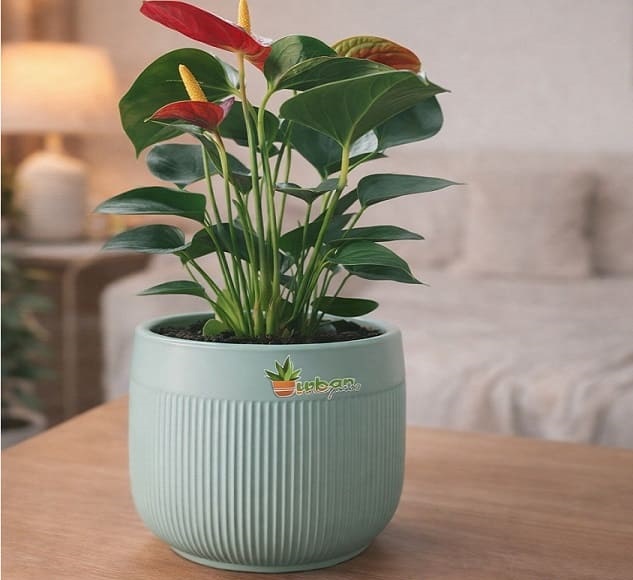 Ceramic Pots and Planters