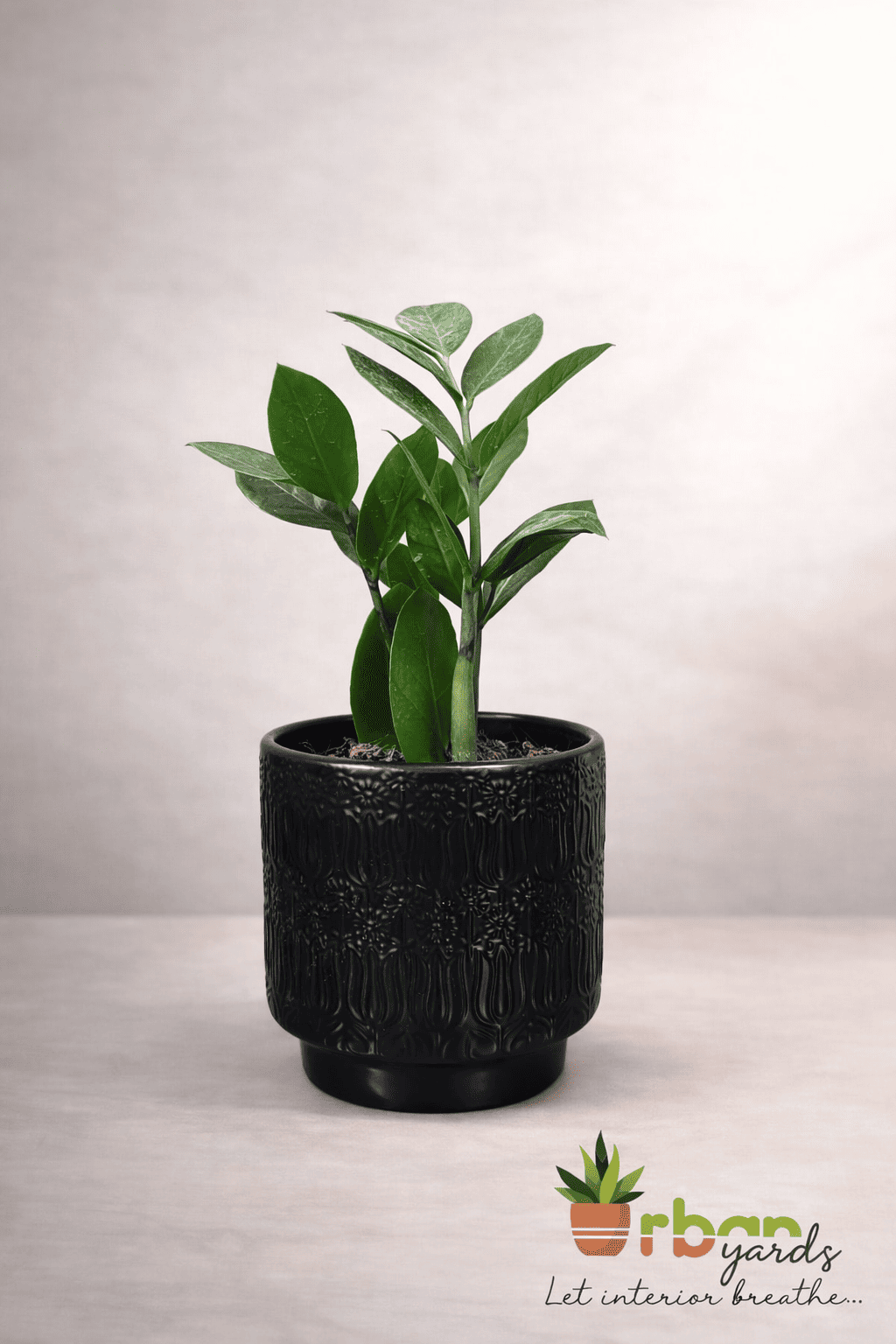 Indoor plants
