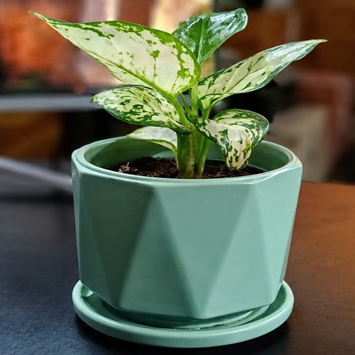 Ceramic Pots and Planters